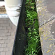 Guttering clogged with debris