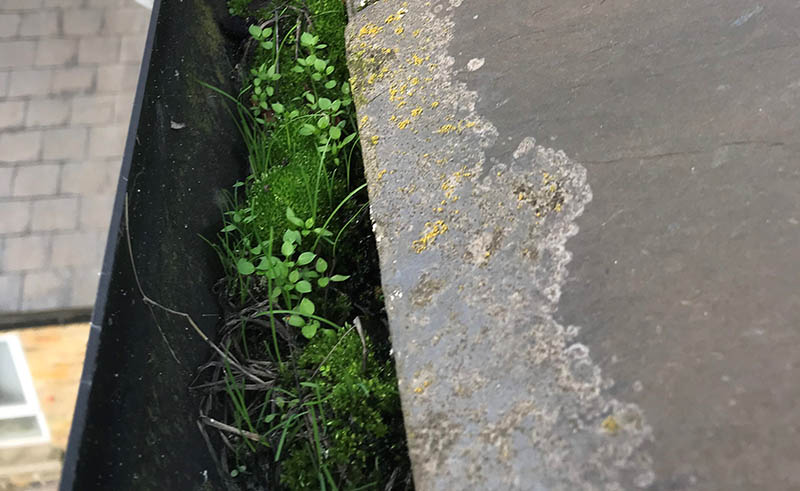 Gutter overflowing and blocked with leaves